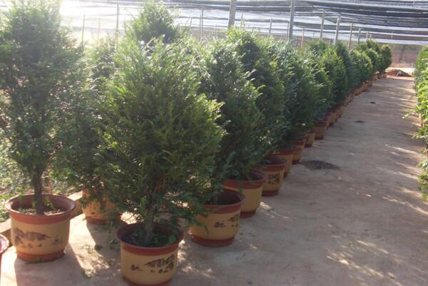 红豆杉的花语和传说,花语高傲、传说凄凉