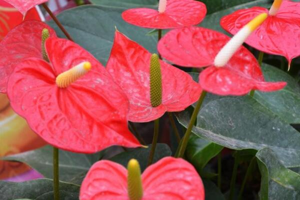 红掌的花语是什么,代表了热情、大展宏图