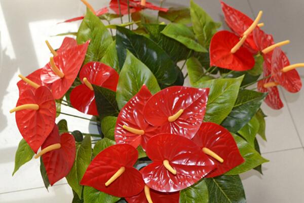 红掌的花语是什么,代表了热情、大展宏图
