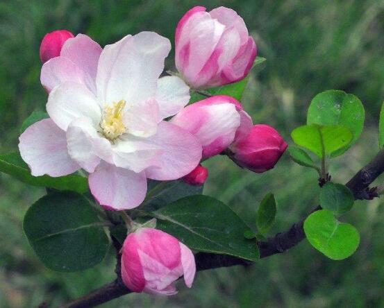海棠花开花时间,每年4-5月含苞绽放(春季)