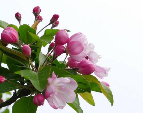 海棠花开花时间,每年4-5月含苞绽放(春季)
