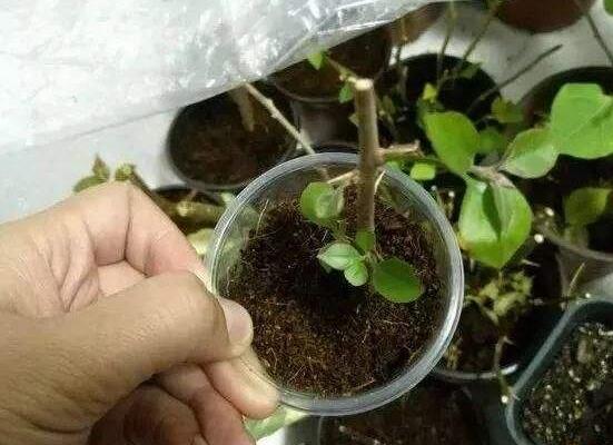 发财树剪下的枝条能否养活,做好扦插繁殖可爆盆