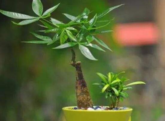 发财树剪下的枝条能否养活,做好扦插繁殖可爆盆