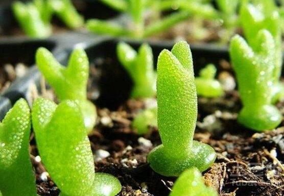 碧光环和枝干番杏的区别,教你两种最直观分辨方法