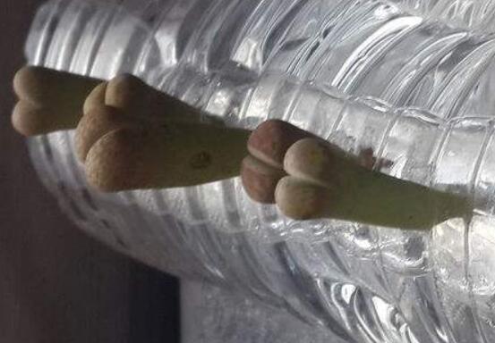 生石花怎么水培,教你四个基本步骤快速水培生根