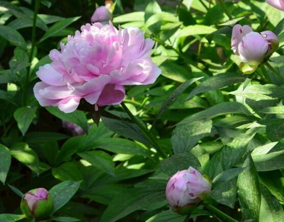 芍药花籽几月成熟，每年八月份时期(果实开裂)