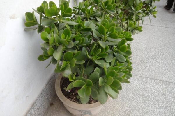 燕子掌的花有毒么,汁液带有一定的毒性