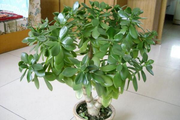 燕子掌的花有毒么,汁液带有一定的毒性