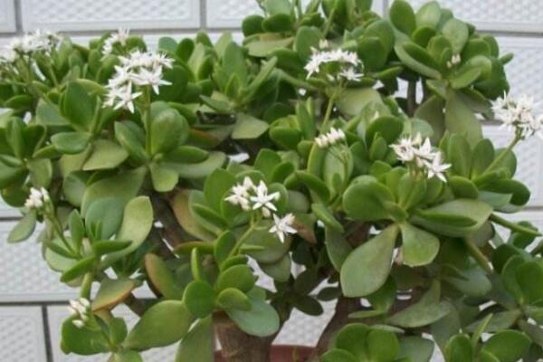 燕子掌的花有毒么,汁液带有一定的毒性