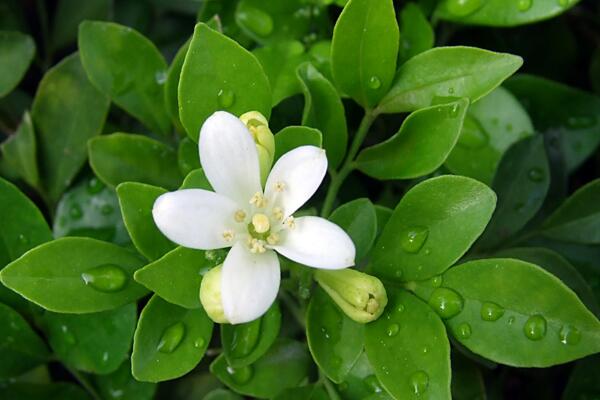 九里香花期多少，每年4月份开花（花期4个月）