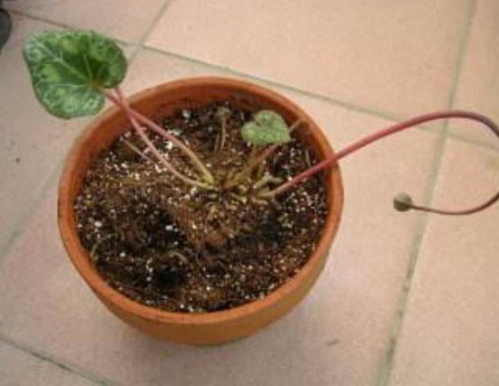 仙客来的球茎怎么保存,最重要就是注意温度变化(降温处理)