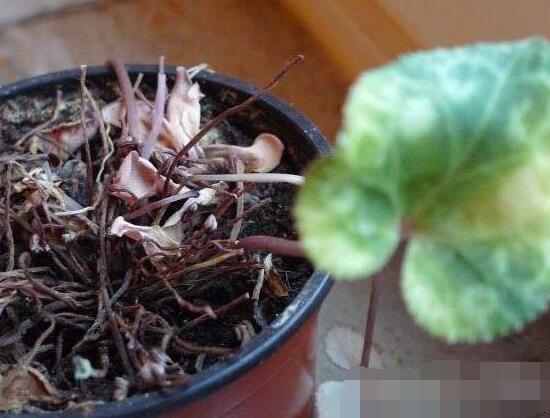 仙客来的球茎怎么保存,最重要就是注意温度变化(降温处理)