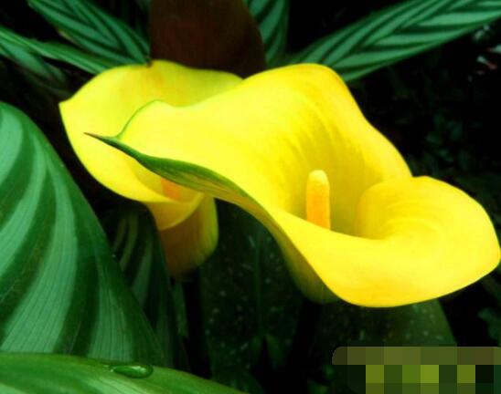 彩马蹄莲的养殖方法，做好五个要点花开艳丽