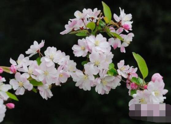海棠花好养吗,好养/老农总结最简单五种养殖方法