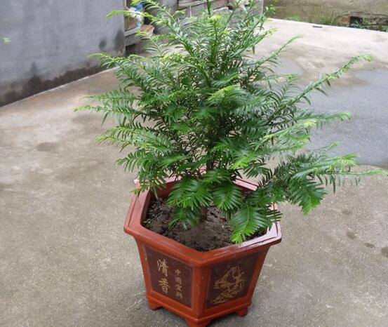 如何养红豆杉,土壤要丰富营养/肥水相结合