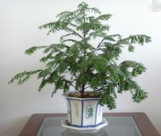 如何养红豆杉,土壤要丰富营养/肥水相结合