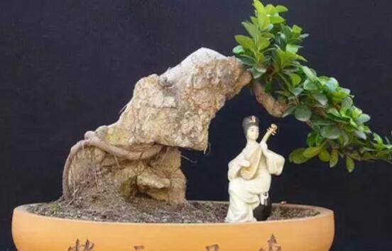 榕树有什么寓意,寓意着健康长寿,吉祥如意