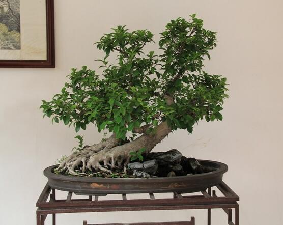 榕树有什么寓意,寓意着健康长寿,吉祥如意