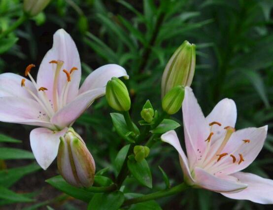 百合花种子怎么繁殖，播种繁殖存活率最高(养殖三年开花)