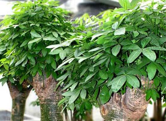 怎么种发财树,只需做好四个步骤存活率最高