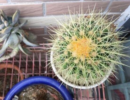 仙人球烂了怎么办,及时修剪烂根、消毒/保持通风透气