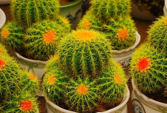 仙人球烂了怎么办,及时修剪烂根、消毒/保持通风透气
