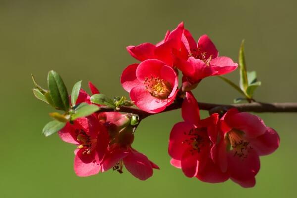 海棠花开的季节，春夏两季开放（2个月花期）