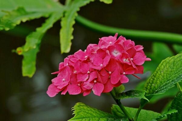 绣球花插水里能活吗，可以成活但养护难度较高