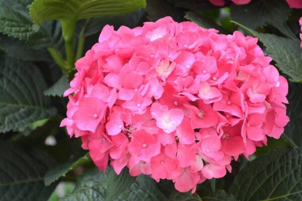 绣球花插水里能活吗,可以成活但养护难度较高