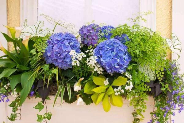 绣球花插水里能活吗,可以成活但养护难度较高