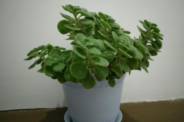 碰碰香有没有毒,不仅无毒还可以食用