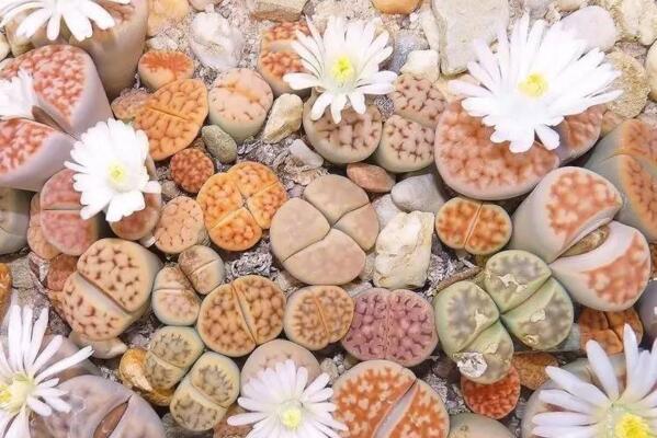 生石花夏天怎么养,生石花安全度夏秘诀