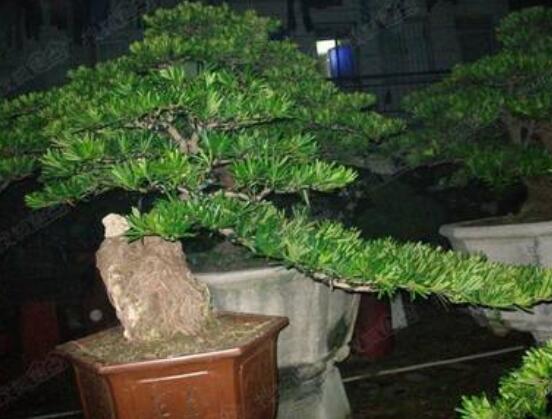 罗汉松施肥技巧,只需要五个步骤养的郁郁葱葱