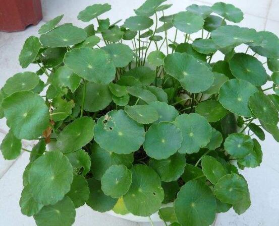 铜钱草焉了怎么回事,多半是浇水和光照不当导致