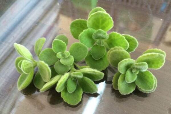碰碰香什么季节扦插,最好在夏秋两季进行扦插
