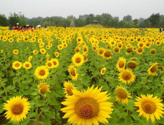 向日葵在风水中怎么说,财源滚滚、化解煞气