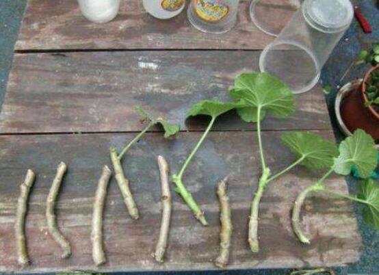 天竺葵夏天可以扦插吗,可以/总结最简易四个步骤