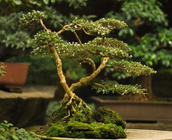 怎样养好六月雪,盆土是关键/做好浇水施肥