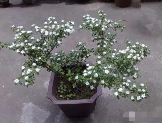 怎样养好六月雪,盆土是关键/做好浇水施肥