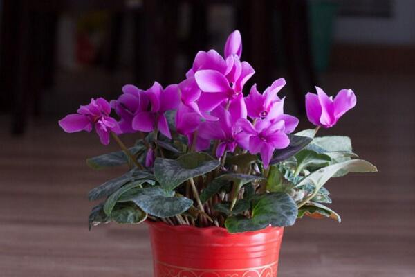 仙客来花期养护及花后管理,最重要的5个步骤