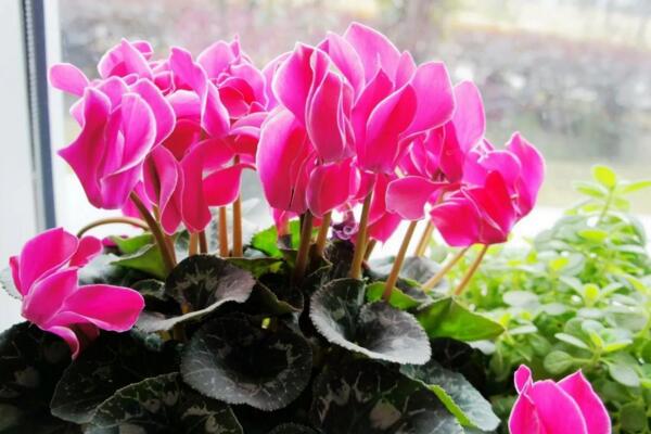 仙客来花期养护及花后管理,最重要的5个步骤