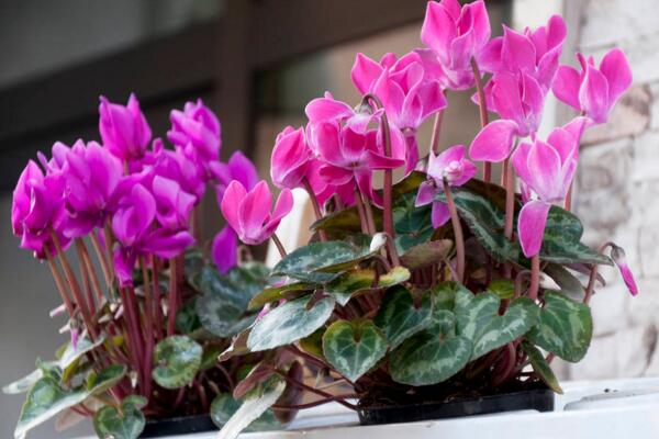 仙客来花期养护及花后管理,最重要的5个步骤
