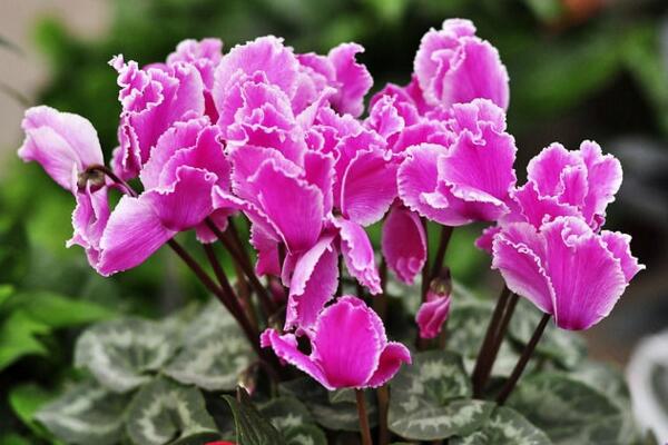 仙客来花期养护及花后管理,最重要的5个步骤