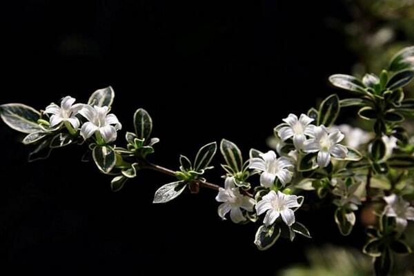 六月雪开花时间，每年的5-7月开花（6月开的最旺）