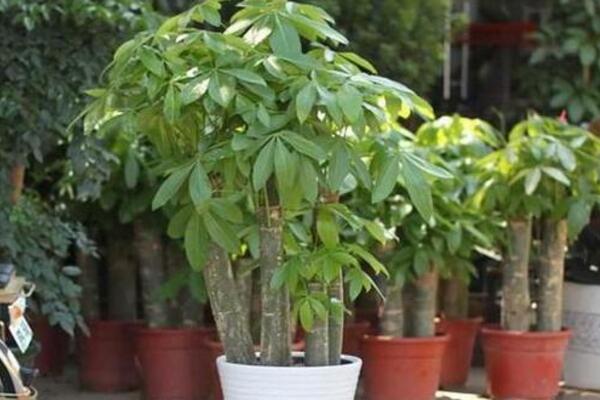 如何让发财树长高,5种方法可让发财树更加旺盛
