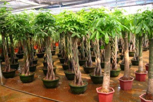 如何让发财树长高,5种方法可让发财树更加旺盛