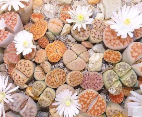 生石花夏天发皱,保持散射光环境/盆土疏松透气