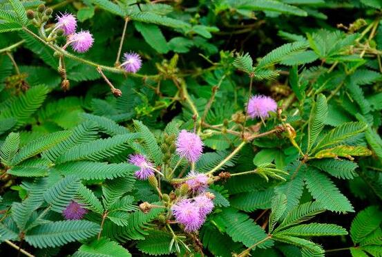 含羞草怎么养开花,注意盆土配置、光照充足
