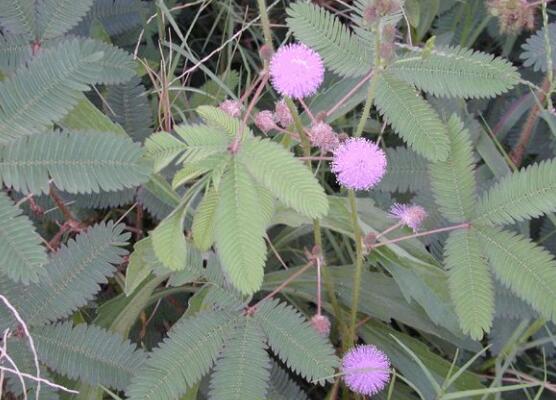 含羞草怎么养开花,注意盆土配置、光照充足