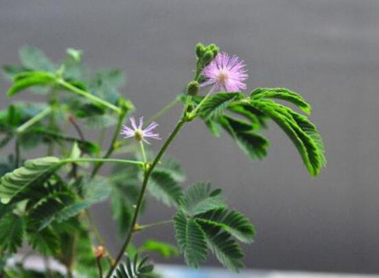 含羞草怎么养开花,注意盆土配置、光照充足